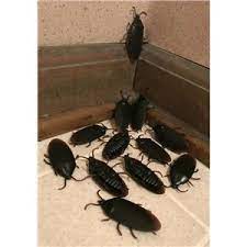 Plastic Black Roaches - 12ct.