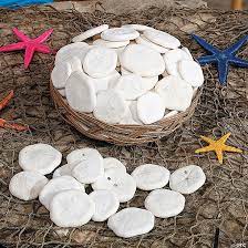 Sand Dollars in Basket