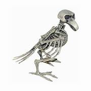 Skeleton Bird Prop