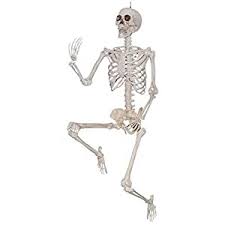 5ft. Posable Skeleton