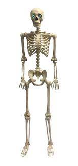 60" Posable Skeleton with Sound