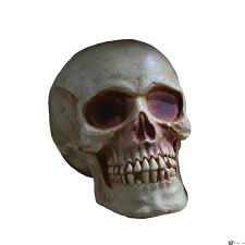 8" Plastic Natural Skull