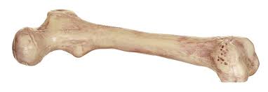 9" Plastic Skeleton Bone