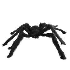 Long Legged Hairy Black Spider