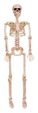 36" Posable Skeleton