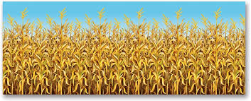Cornstalks Backdrop